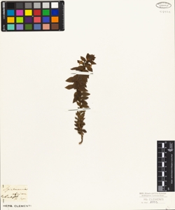 Spielmannia africana