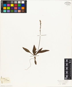 Plantago sparsiflora