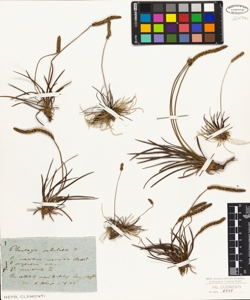 Plantago subulata L.