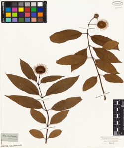 Cephalanthus occidentalis