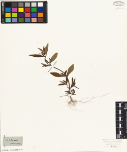 Hedyotis auricularia