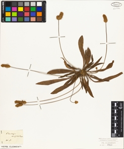 Plantago eriostachya