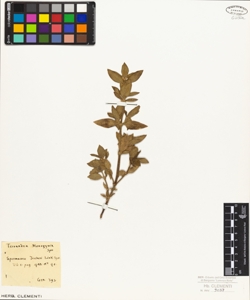 Spermacoce fischeri Link.