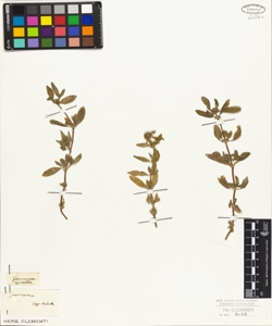 Spermacoce capitellata