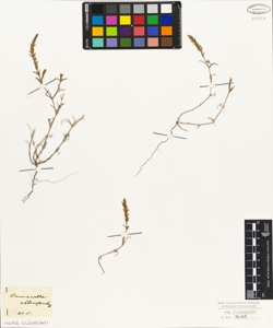 Crucianella chlorostachys