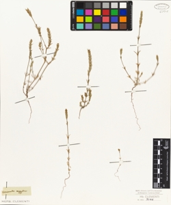 Crucianella aegyptiaca