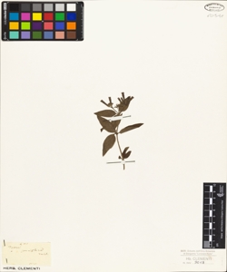 Ixora parviflora Vahl.