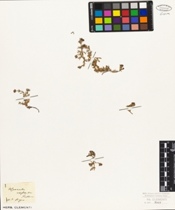 Asperula neglecta Guss.