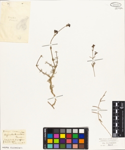 Asperula tomentosa Ten.