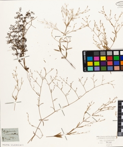 Asperula scutellaris Vis.