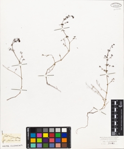 Galium parisiense