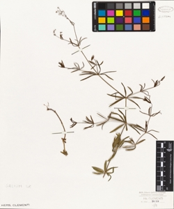 Galium (?) (?)