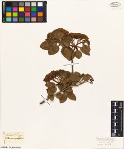 Viburnum prunifolium