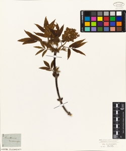 Sambucus racemosa
