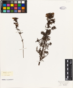 Pedicularis palustris