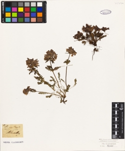 Pedicularis rostrata