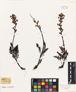 Pedicularis incarnata