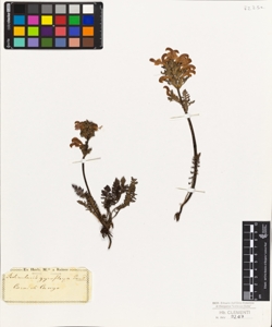 Pedicularis gyroflexa