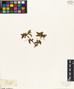 Lonicera caerulea