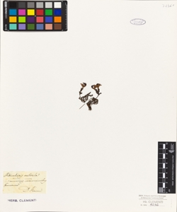 Pedicularis rostrata