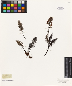 Pedicularis incarnata