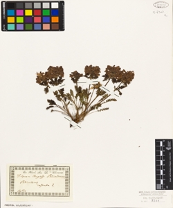 Pedicularis rostrata L.