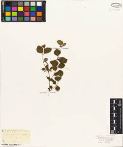 Symphoricarpos racemosus