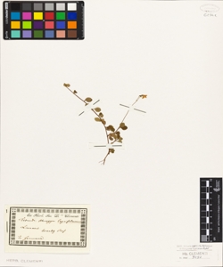 Linnaea borealis Pers.