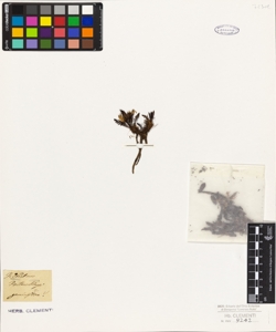 Pedicularis portenschlagii