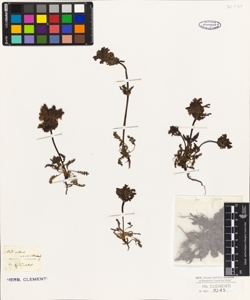 Pedicularis verticillata L.