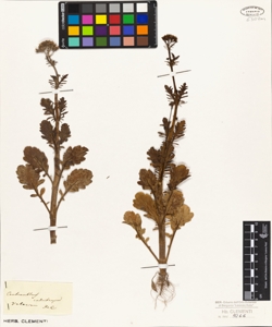 Centranthus calcitrapa Del.