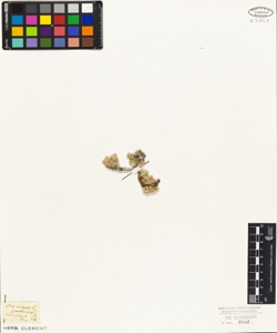 Pterocephalus spathulatus