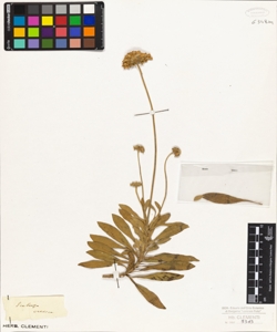 Scabiosa cretica