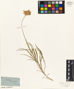 Scabiosa graminifolia