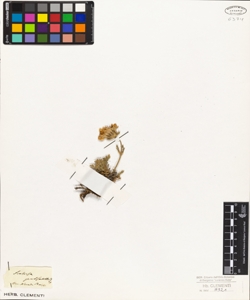 Scabiosa pulsatilloides