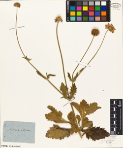 Scabiosa africana