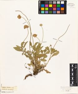 Scabiosa holosericea