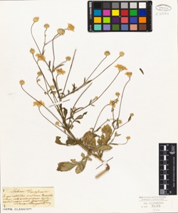 Scabiosa transylvanica