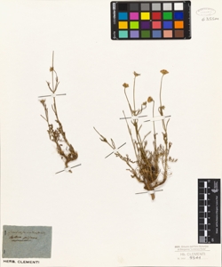 Scabiosa rutaefolia