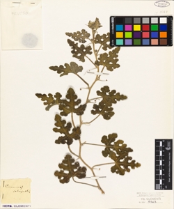 Cucumis colocynthis
