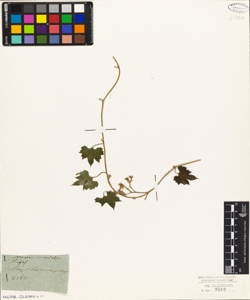 Sicyos bryoniaefolia