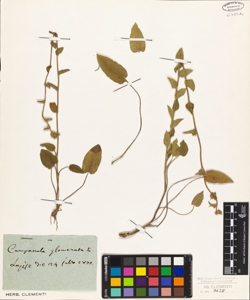 Campanula glomerata L.