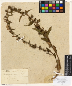 Campanula rapunculoides L.