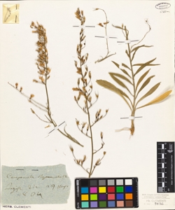 Campanula rapunculus L.