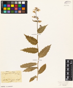 Campanula trichocalycina Ten.