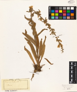 Campanula spicata L.