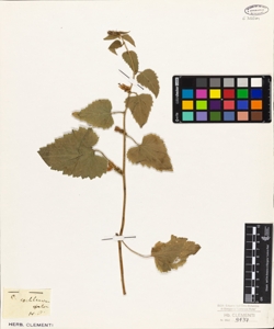 Campanula cochlearifolia