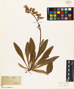 Campanula barbata L.