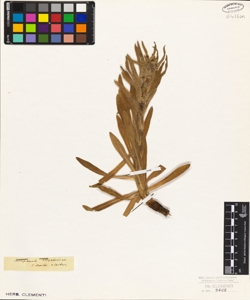 Campanula thyrsoidea