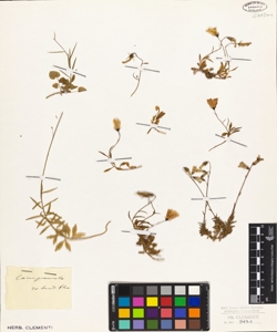 Campanula rotundifolia